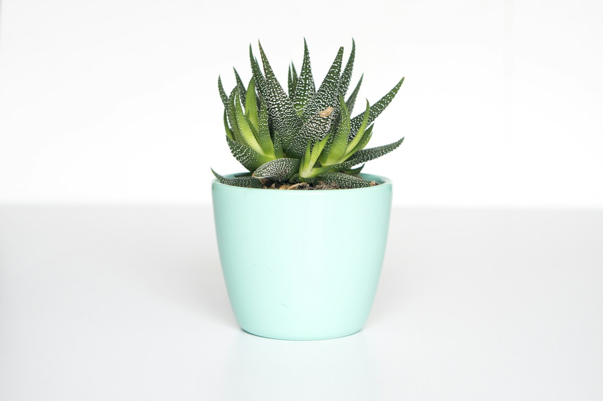 A sculptural succulent in a pale ceramic pot